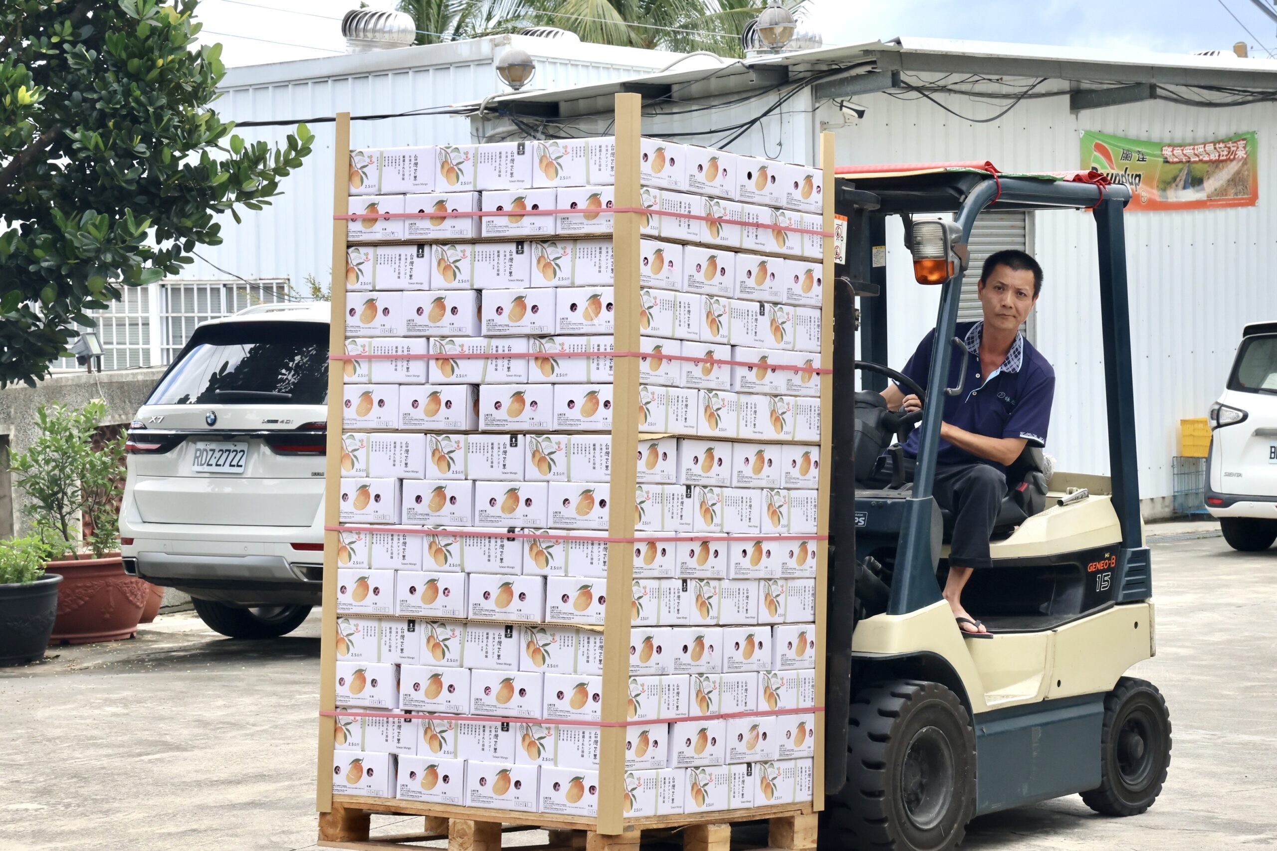 今年第一櫃要銷往新加坡的芒果