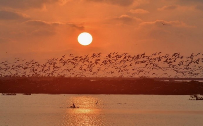 台南北門區夕陽時分也是賞鳥的絕佳時機